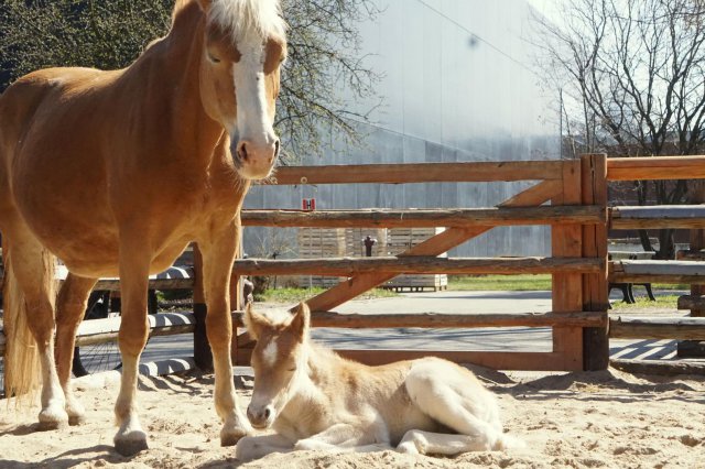 Nowy mieszkaniec Zoo Wrocław. Na świat przyszła klacz rasy haflinger