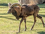Aż sześć jagniąt muflona przyszło na świat we wrocławskim zoo