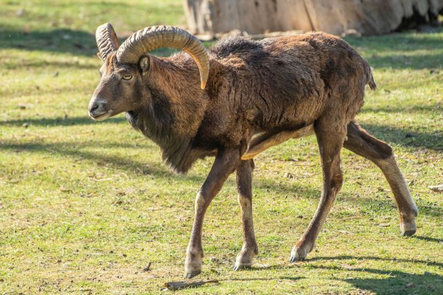 Aż sześć jagniąt muflona przyszło na świat we wrocławskim zoo