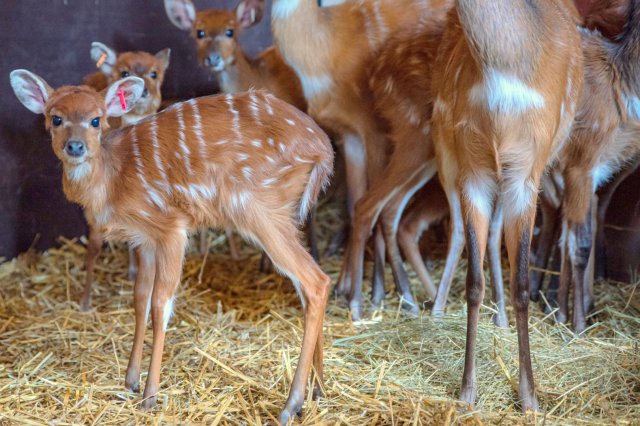 Sitatunga - nurkująca antylopa we wrocławskim zoo 
