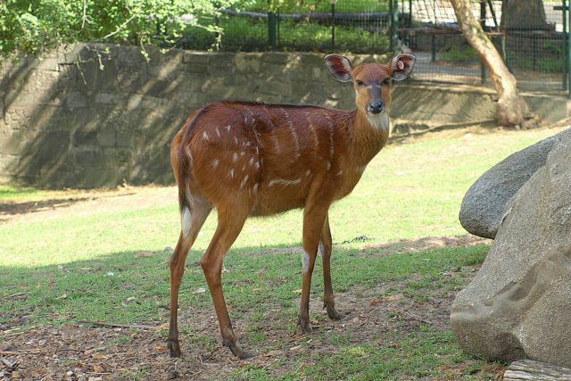 Sitatunga - nurkująca antylopa we wrocławskim zoo 