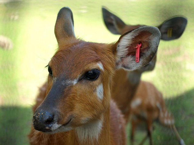 Sitatunga - nurkująca antylopa we wrocławskim zoo 