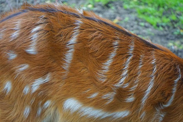 Sitatunga - nurkująca antylopa we wrocławskim zoo 