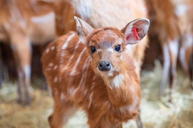 Sitatunga - nurkująca antylopa we wrocławskim zoo 