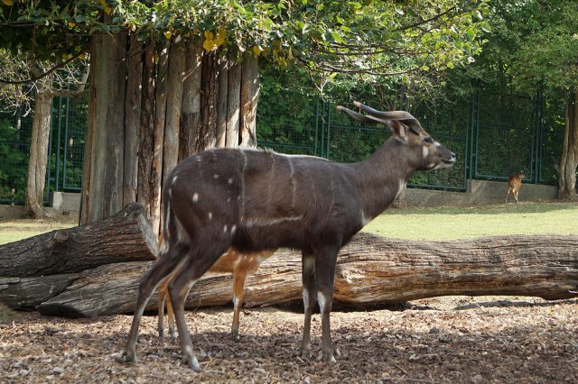 Sitatunga - nurkująca antylopa we wrocławskim zoo 