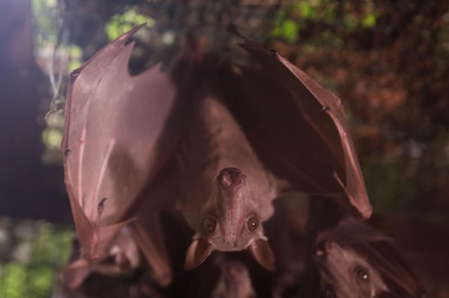 Nowy gatunek: nietoperz młotogłów wielkogłowy we wrocławskim zoo
