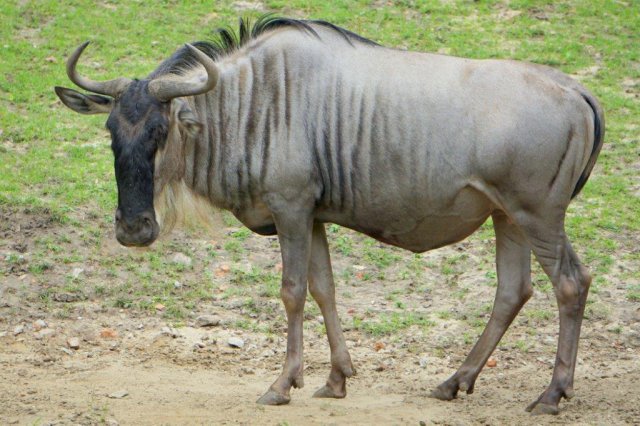 zoo wrocław