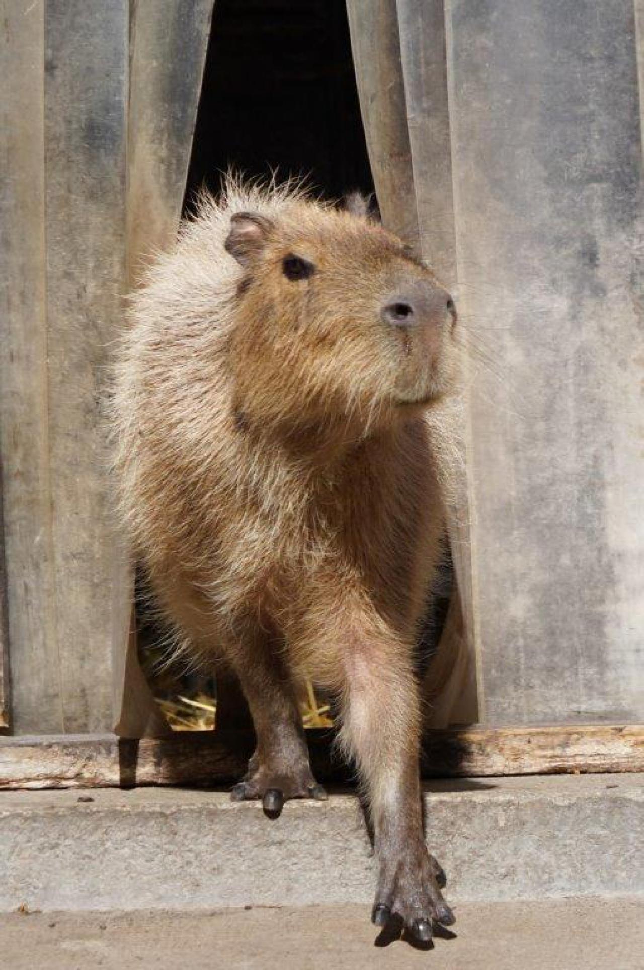 kapibary