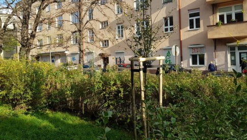 Zarządcy komunalni dbają o zieleń na miejskich podwórkach