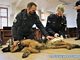 Policjanci wiedzą, jak udzielać pomocy czworonożnym współpatrolowcom