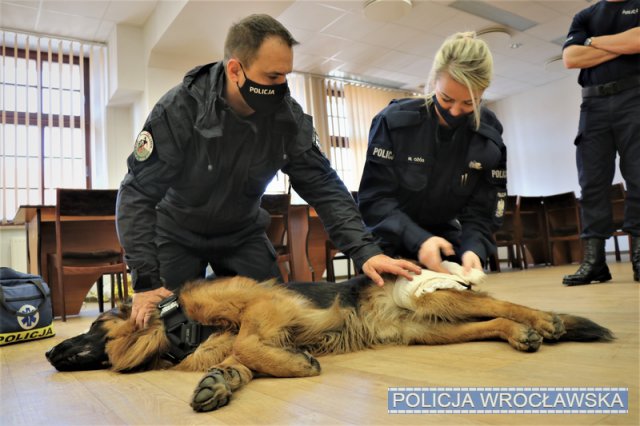 Policjanci wiedzą, jak udzielać pomocy czworonożnym współpatrolowcom