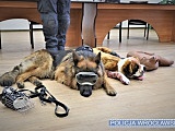 Policjanci wiedzą, jak udzielać pomocy czworonożnym współpatrolowcom