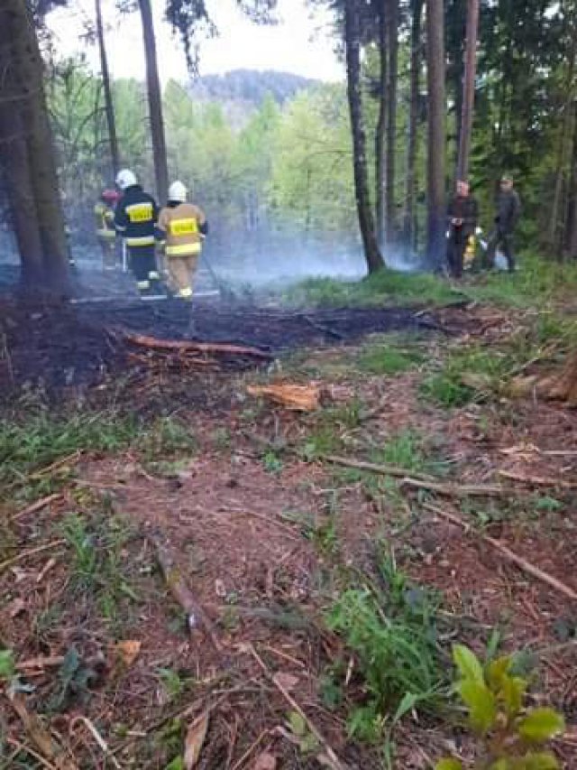 Pożar lasu w Sulistrowiczkach [FOTO]
