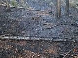 Pożar lasu w Sulistrowiczkach [FOTO]