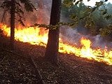 Pożar lasu w Sulistrowiczkach [FOTO]