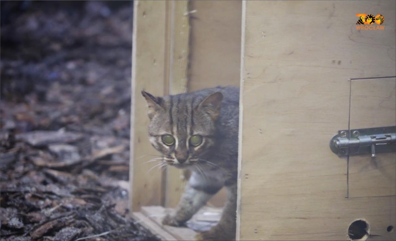 Kotek rudy z Cejlonu – najmniejszy kot świata