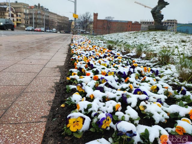 [FOTO] Wiosenny śnieg we Wrocławiu