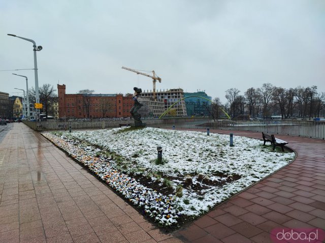 [FOTO] Wiosenny śnieg we Wrocławiu