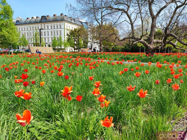 [FOTO] Kilkanaście tysięcy tulipanów kwitnie w centrum Wrocławia
