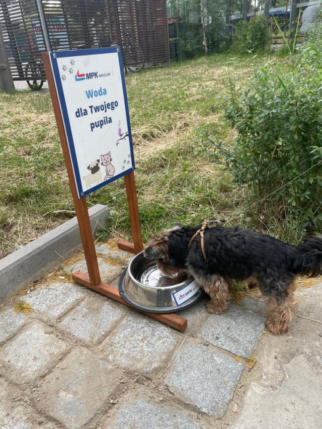 grafika