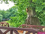 [FOTO] Drzewo runęło na kładkę św. Antoniego nad miejską fosą. Zniszczenia wymusiły zamknięcie mostu