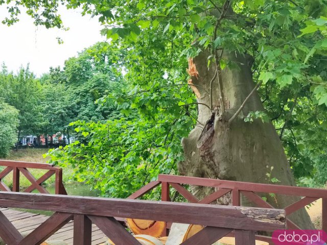 [FOTO] Drzewo runęło na kładkę św. Antoniego nad miejską fosą. Zniszczenia wymusiły zamknięcie mostu
