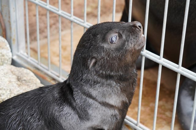 Uroczy kotik afrykański urodził się we wrocławskim ZOO