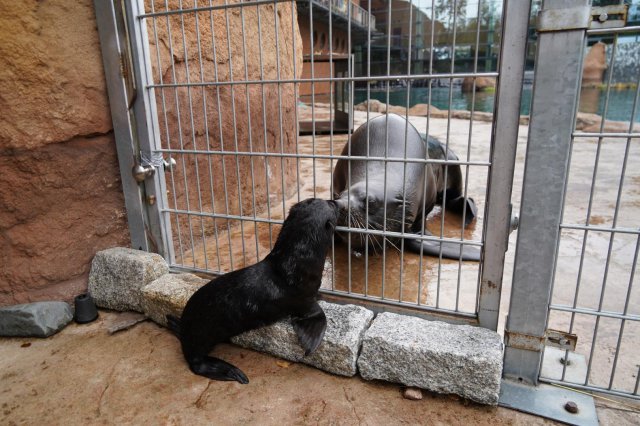 Uroczy kotik afrykański urodził się we wrocławskim ZOO