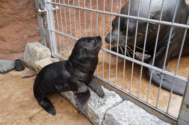 Uroczy kotik afrykański urodził się we wrocławskim ZOO