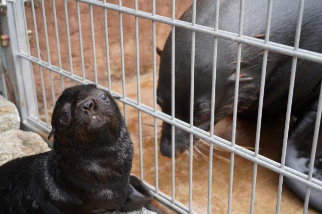 Uroczy kotik afrykański urodził się we wrocławskim ZOO