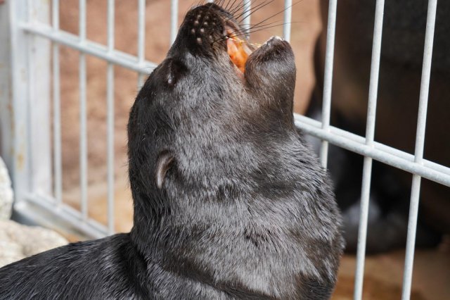 Uroczy kotik afrykański urodził się we wrocławskim ZOO
