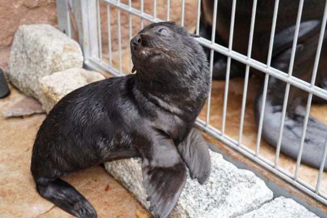 Uroczy kotik afrykański urodził się we wrocławskim ZOO