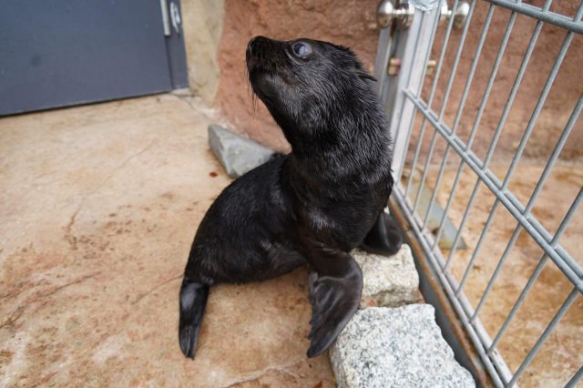 Uroczy kotik afrykański urodził się we wrocławskim ZOO