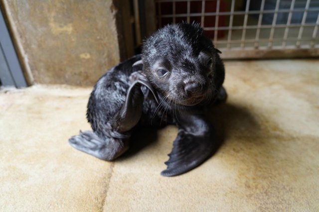 Uroczy kotik afrykański urodził się we wrocławskim ZOO