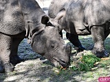 Nosorożce obchodzą swój dzień! Zobacz, jak świętowano we wrocławskim ZOO [Foto, Wideo]