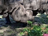 Nosorożce obchodzą swój dzień! Zobacz, jak świętowano we wrocławskim ZOO [Foto, Wideo]