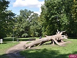 Koniec kalendarzowego lata. Czy we wrocławskich parkach widać pierwsze oznaki jesieni? [FOTO]