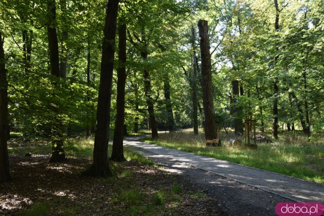 Koniec kalendarzowego lata. Czy we wrocławskich parkach widać pierwsze oznaki jesieni? [FOTO]