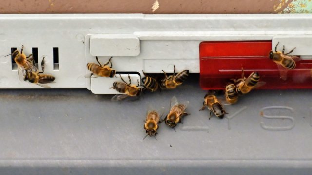 Na zajezdnię autobusową przy ul. Obornickiej zawitały... pszczoły