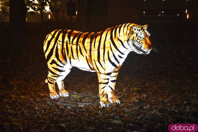 Powraca park iluminacji w Zamku Topacz. Tegoroczna tematyka to Tajemnicze Ogrody [Foto, Wideo, Cennik, Jak dojechać]