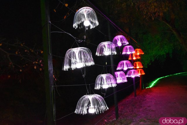 Powraca park iluminacji w Zamku Topacz. Tegoroczna tematyka to Tajemnicze Ogrody [Foto, Wideo, Cennik, Jak dojechać]