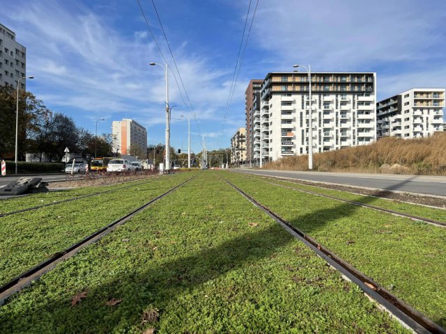 Zielone torowisko na nowej trasie tramwaju na Popowice. Trwa nasadzanie roślin [Foto]