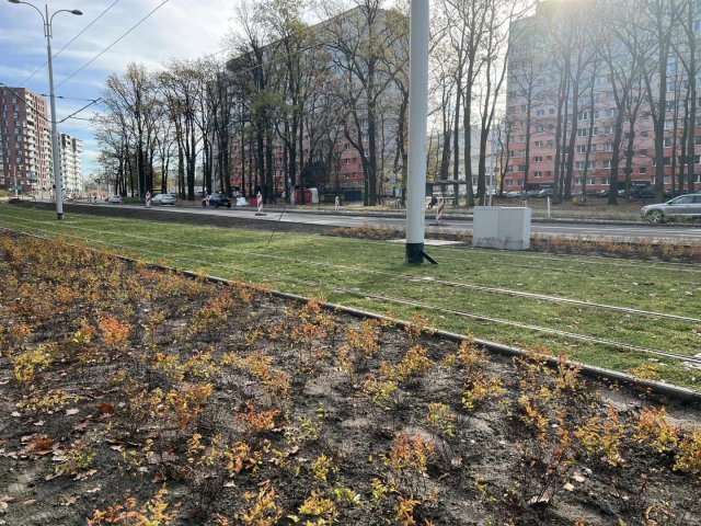 Zielone torowisko na nowej trasie tramwaju na Popowice. Trwa nasadzanie roślin [Foto]