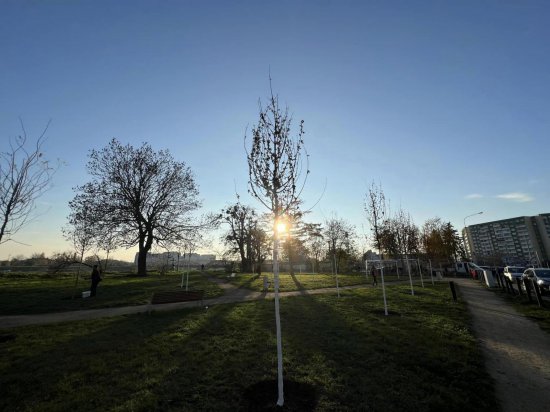 W pobliżu pętli tramwajowej Karłowice wyrosną nowe drzewa [Foto]
