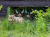 Żyrafy we wrocławskim zoo mają sponsora. Co to jest adopcja symboliczna? [Foto]