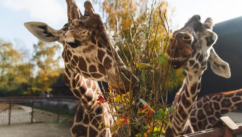 Żyrafy we wrocławskim zoo mają sponsora. Co to jest adopcja symboliczna? [Foto]