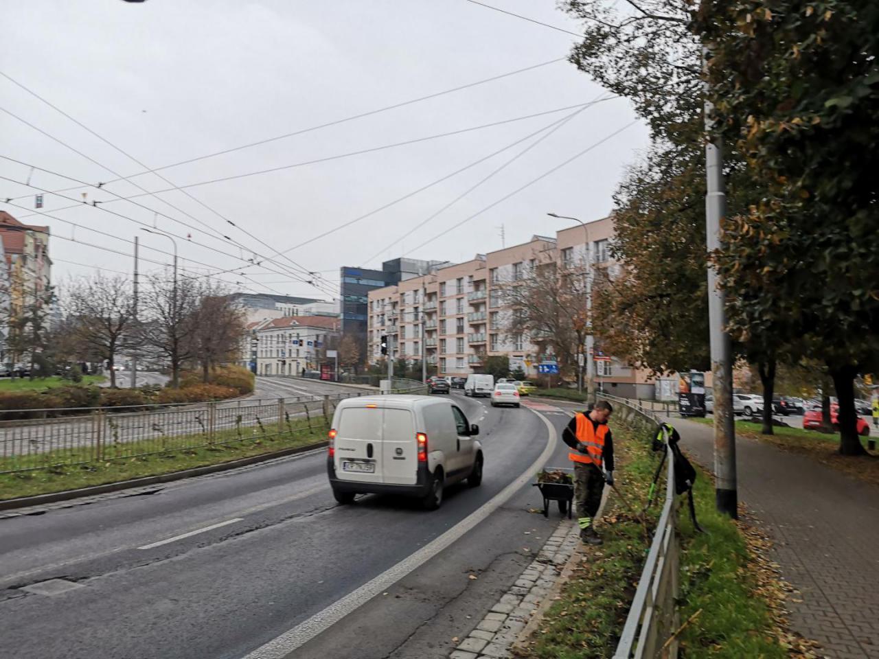 Więcej roślinności w mieście. Gdzie dokonano nasadzeń w ostatnim czasie?