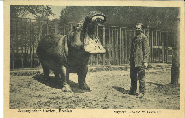 Niezwykle cenne znalezisko we wrocławskim zoo. Zobacz, co odkryto [Foto]