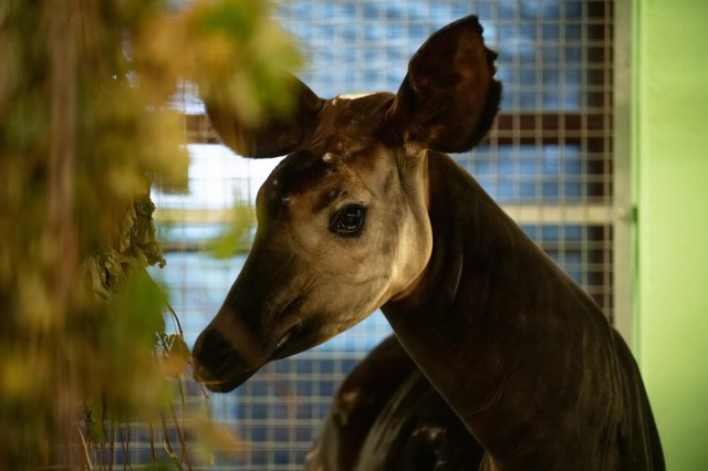 Nowa mieszkanka wrocławskiego zoo. Poznajcie okapi Zawadi [Foto]