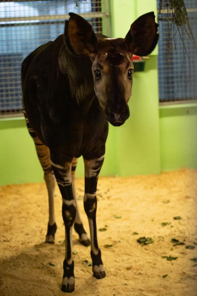 Nowa mieszkanka wrocławskiego zoo. Poznajcie okapi Zawadi [Foto]